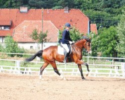 dressage horse Florence (Oldenburg, 2009, from Florenciano 6)