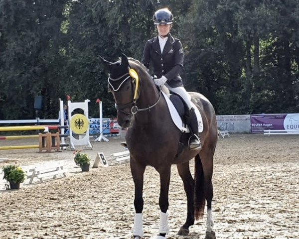 dressage horse Deauville S 3 (Westphalian, 2016, from Dante Weltino Old)