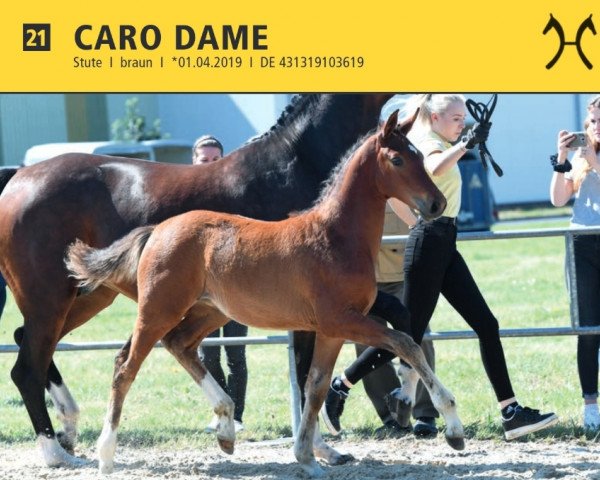 jumper Caro Dame (Hanoverian, 2019, from Carridam)