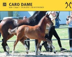 jumper Caro Dame (Hanoverian, 2019, from Carridam)