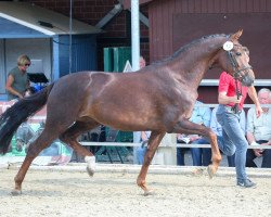 broodmare Feine Dame GS (Westphalian, 2016, from Formel Eins 11)