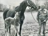 broodmare Somethingroyal xx (Thoroughbred, 1952, from Princequillo xx)