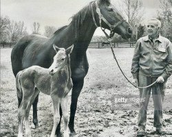 broodmare Somethingroyal xx (Thoroughbred, 1952, from Princequillo xx)