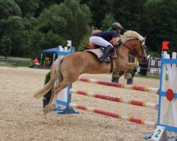 horse Santino (Haflinger, 2009, from liz. 350/T Stainz)