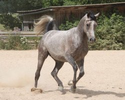 horse Barlinek (Arabian thoroughbred, 2016, from Borsalino K)