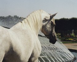 horse Fay Sabunx ox (Vollblutaraber, 1993, from Salaa El Dine EAO)