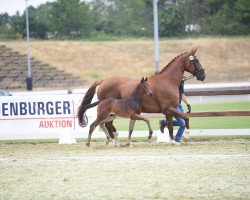 horse Campari GH (Oldenburger Springpferd, 2019, from Conthargos)