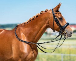 dressage horse Romero 115 (German Sport Horse, 2010, from Relius)