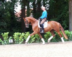 dressage horse Stute von For Romance/Dancier (Hanoverian, 2015, from For Romance I)