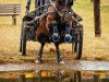 Zuchtstute Black Pearl 97 (Welsh-Cob (Sek. C), 2012, von Ashgrove Blackjack)