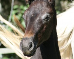 dressage horse Falydi (Westphalian, 2017, from Feinrich)