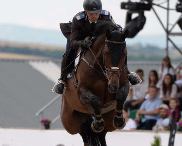 jumper Folds Lord Lux (Irish Sport Horse, 2010, from Lux Z)