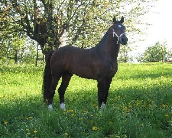 stallion Vitali CH (Freiberger, 2002, from Vaucluse CH)