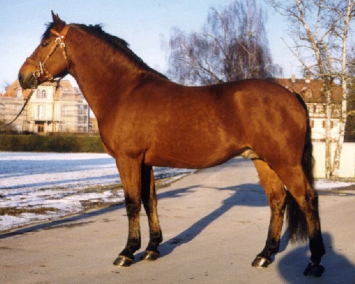 Deckhengst Van Gogh (Freiberger, 1991, von Vulcain)