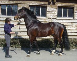 stallion Quistar CH (Freiberger, 1997, from Quinoa)