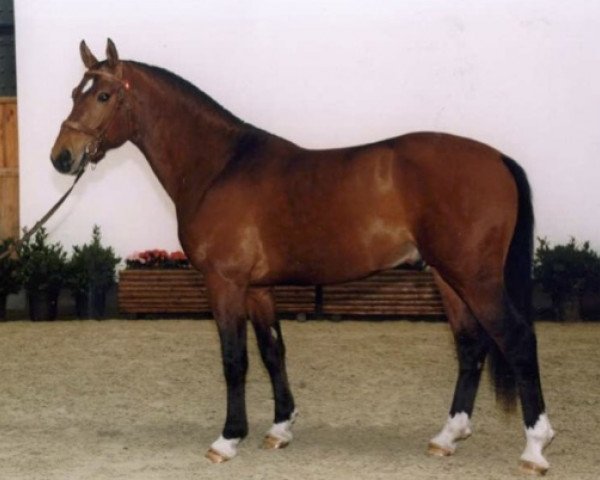 stallion Néco (Freiberger, 1997, from Nepal II CH)