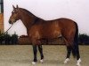 stallion Néco (Freiberger, 1997, from Nepal II CH)