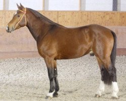 stallion Nabucco (Freiberger, 2005, from Nestor III CH)