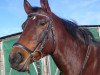 dressage horse Aluna la primera (Trakehner, 2000, from Saint Tropez)