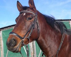 dressage horse Aluna la primera (Trakehner, 2000, from Saint Tropez)