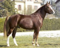 Deckhengst Neptune des Champs CH (Freiberger, 2001, von Nagano II CH)