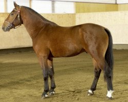 stallion Lariboy CH (Freiberger, 2003, from Lascar V CH)