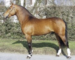 stallion Lugari (Freiberger, 2000, from Lucky Boy)