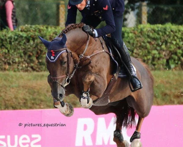 Deckhengst George Z (Belgium Sporthorse, 2012, von Kannan)