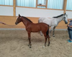 broodmare Calibra 33 (Westphalian, 2019, from Cyrillus)