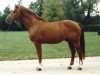 stallion Legato (Freiberger, 1994, from Locarno)