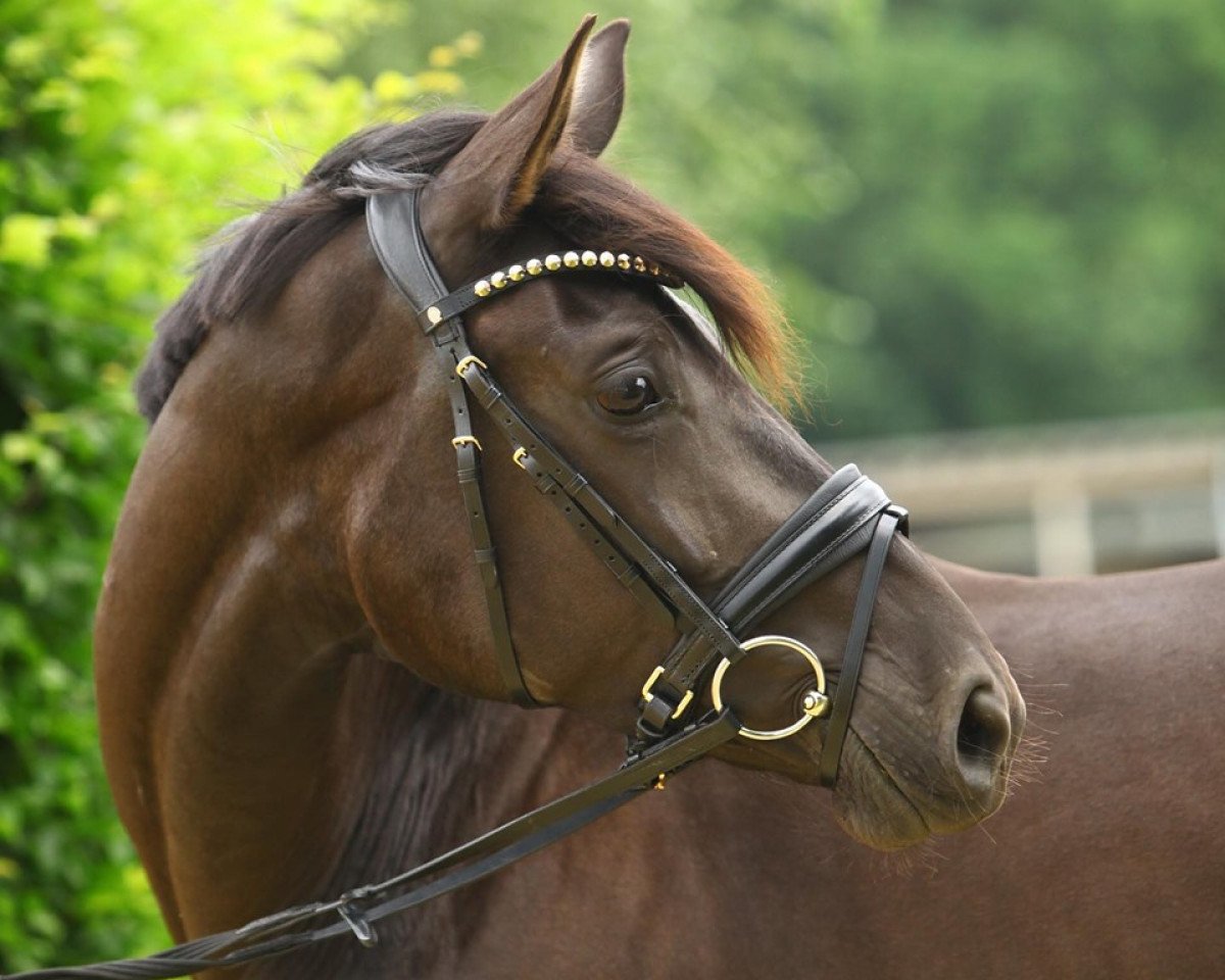 broodmare Fee K (Westphalian, 2016, from Fürstenball)