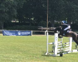 jumper Valea Blue (Oldenburg show jumper, 2014, from Vivant)