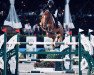 jumper Mufasa (Belgian Warmblood, 2008, from Wandor van de Mispelaere D'10)