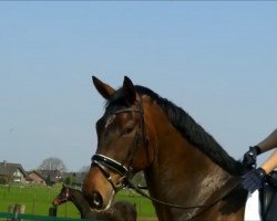 dressage horse Bodo Lux (Westphalian, 2015, from Bordeaux 28)