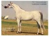 broodmare Lancers Asmara EAO (Arabian thoroughbred, 1974, from Seef EAO)