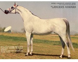 broodmare Lancers Asmara EAO (Arabian thoroughbred, 1974, from Seef EAO)