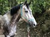 Dressurpferd Coco Chanel 271 (Deutsches Reitpony, 2013, von Steendieks Champ of Glory)