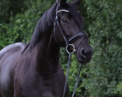 broodmare Beauty Queen Josy (Oldenburg, 2004, from Jazz Time)