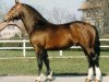 stallion Lucky Boy (Freiberger, 1990, from Lucky Luke)