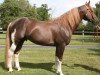 stallion Lambswool (Freiberger, 1998, from Legato)