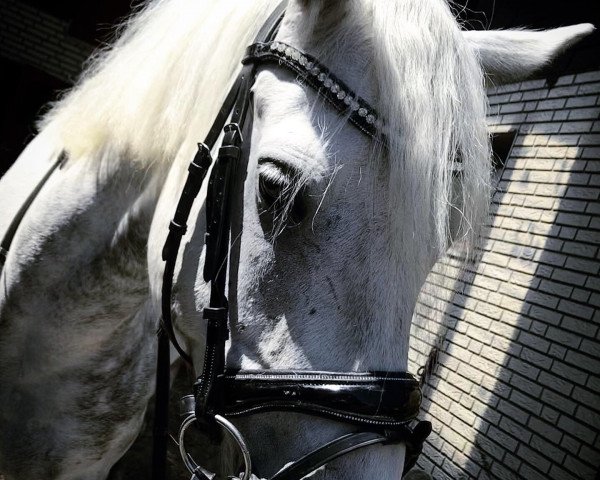 dressage horse Manninard Kiltiernan Castle (Connemara Pony, 2014, from I Love You Melody)