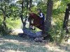 dressage horse Nats (German Riding Pony, 1998, from Navajo)