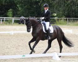 dressage horse Freeway 14 (German Sport Horse, 2014, from Fantastic)