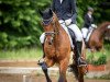 dressage horse Capper Dream (German Riding Pony, 2014, from Calido G)