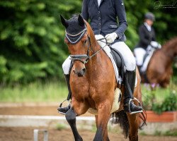 dressage horse Capper Dream (German Riding Pony, 2014, from Calido G)