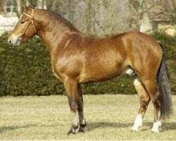 stallion Hombre (Freiberger, 2002, from Hendrix)