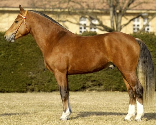 stallion Harding (Freiberger, 2002, from Harison)