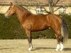 stallion Harding (Freiberger, 2002, from Harison)