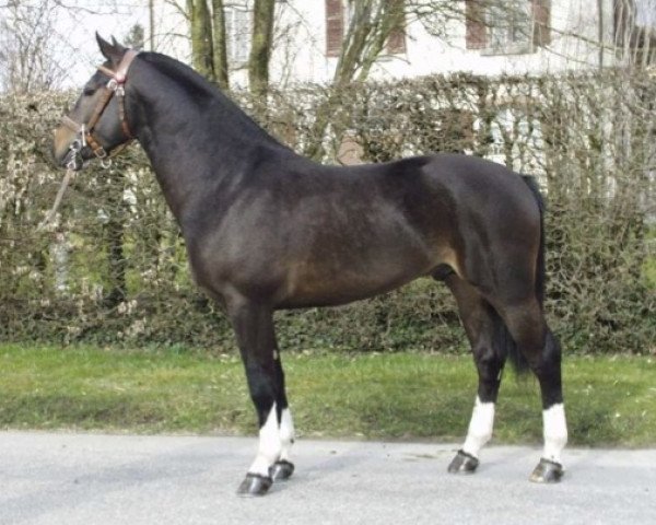 stallion El Paso (Freiberger, 1998, from Elysee II)