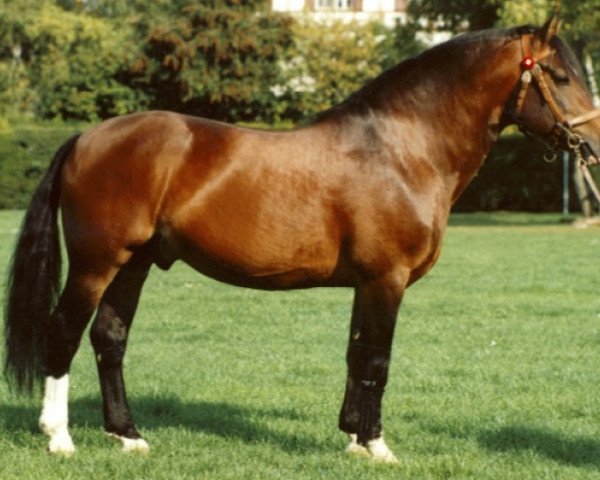 stallion Estafette (Freiberger, 1986, from Enjoleur)